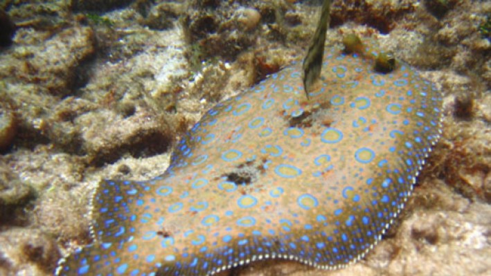 Flounders (34)_311